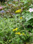 P1050065.JPG
