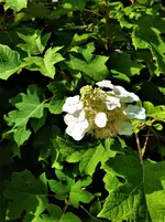 IMG_20210815_152710_3.webp