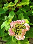 IMG_20210815_152702_3.jpg