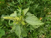 IMG_20210807_120442 - Kopie.webp