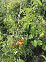 IMG_0316.JPG