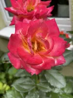 C0E8D422-4EE4-4E2F-8242-D4E11B7E15AD_1_201_a.webp