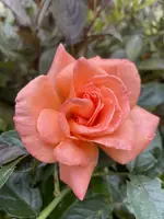 61B80266-950A-4EBD-9567-431DE8CC7B6E_1_201_a.webp