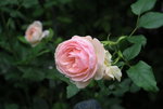 Rose Heritage 0221.JPG