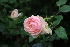 Rose Heritage 0221.webp