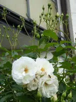P1050001.webp
