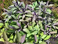 IMG_20210711_163732.webp