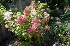 DSCN3570.webp DSCN3570.webp