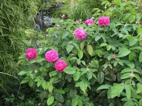 DSCF5009.webp