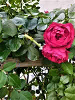 IMG_20210823_125527_3.webp