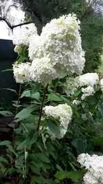 Hortensie.webp