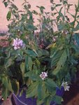 IMG_20210825_204654.jpg