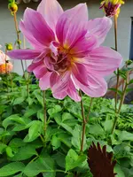20210825_190652.webp