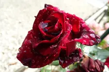 Regen_0001_Bildgröße ändern.webp