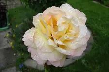 Regen_0003_Bildgröße ändern.webp
