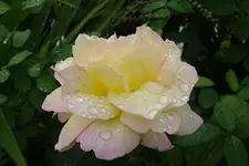 Regen_0004_Bildgröße ändern.webp
