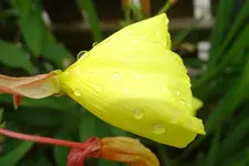 Regen_0005_Bildgröße ändern.webp