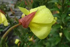Regen_0006_Bildgröße ändern.webp