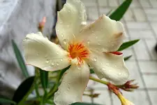 Regen_0007_Bildgröße ändern.webp