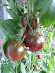 P1050087Schwarze von der Krim.JPG