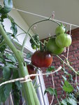 P1050088Schwarze von der Krim.JPG