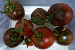 P1050096Schwarze von der Krim.JPG