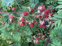 Brombeere1.webp