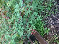 Brombeere2.webp