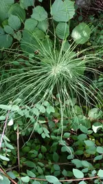 flaschenbuerste-2.webp