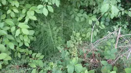 flaschenbuerste-3.webp