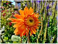 Dahlien.webp