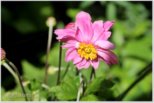 Herbstanemone.webp