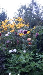20210827_201036.jpg