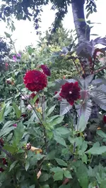 20210827_200947.webp