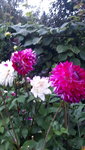 20210827_200936.jpg