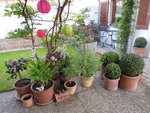 Blutblume01.jpg