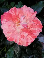20210618_102237.webp