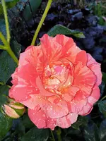 20210618_102245.webp