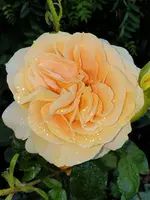 20210618_102318.webp