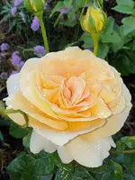 20210618_102342.webp