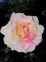 20210618_102412.webp