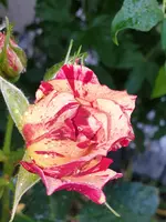 20210618_102520.webp