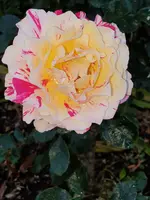 20210618_102552.webp