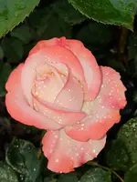 20210618_102603.webp