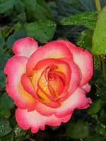 20210618_102612.webp