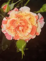20210831_082208.webp