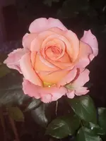 20210831_082223.webp