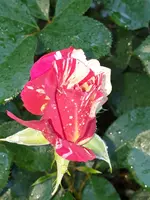 20210831_082319.webp