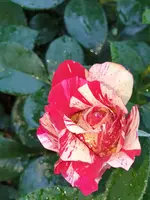 20210618_102112.webp