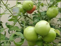 c087.webp